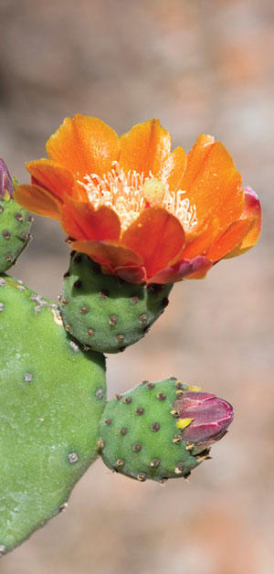 flowering cactus