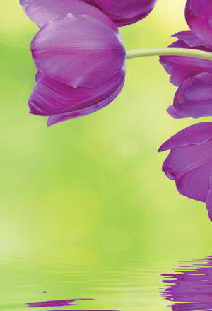 tulips reflected in water