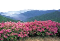 mountain view with pink flowers