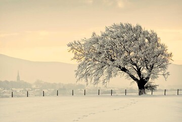 a snowy tree