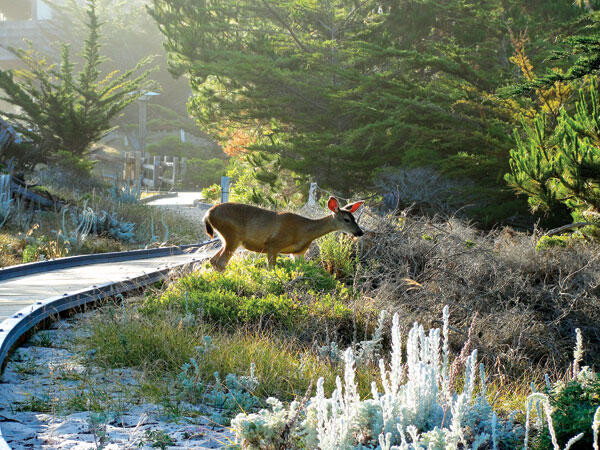 deer beside a path