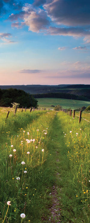 path through a meadow at dusk