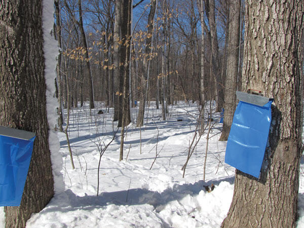 maple trees with sap bags