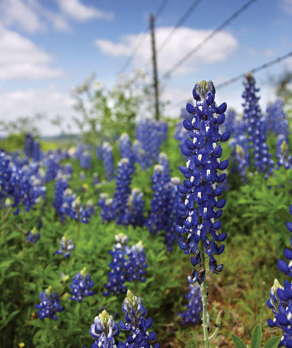 field of blue bonnets 