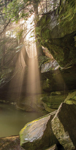 sunbeam through trees