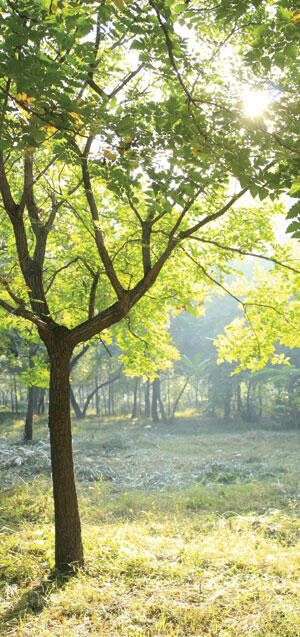 sunlit tree