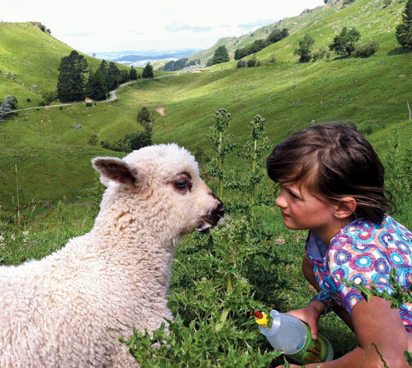 girl feeding a lamb