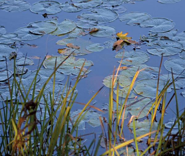 water lilies and reeds