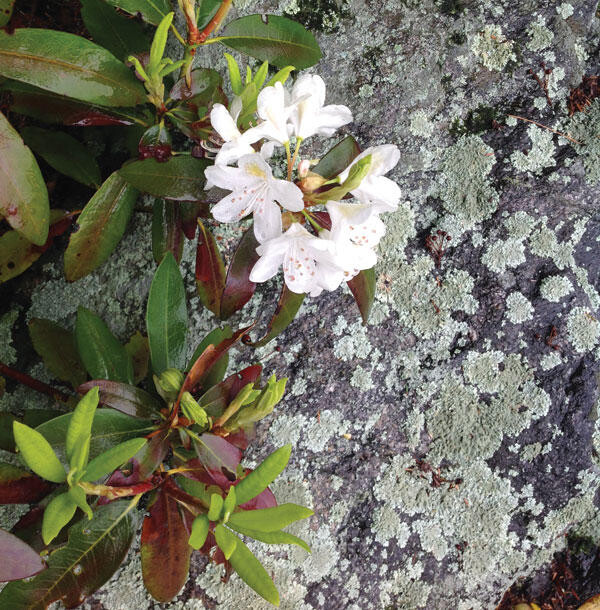 The wilderness and the 