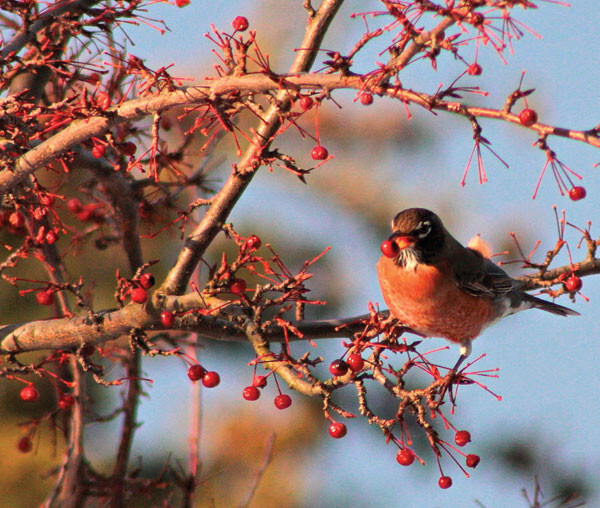 Divine Love provides