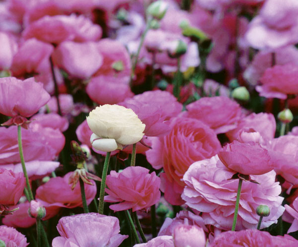 Ranunculus in the field