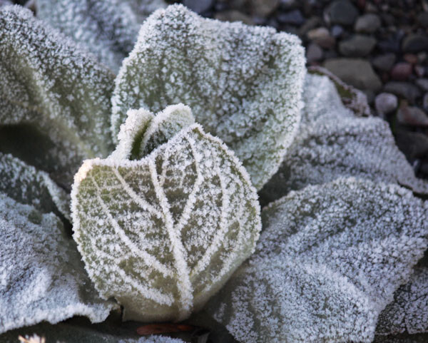 Hoarfrost on a plantain plant