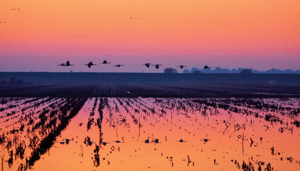 Sandhill cranes over California rice fields