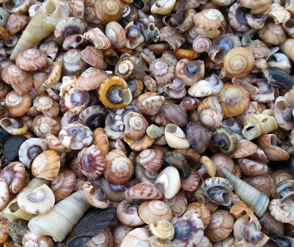 Seashells on Aramoana Beach at Taiaroa Head, Dunedin, New Zealand