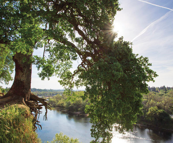Blue Oak Bluffs, American River Parkway, Sacramento, California
