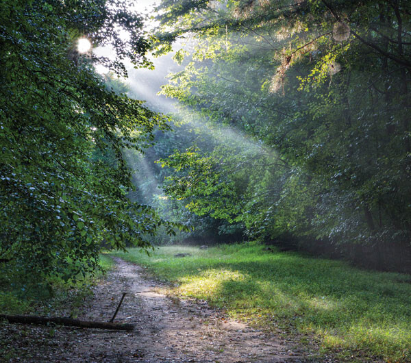 Forest trail in Johns Creek, Georgia