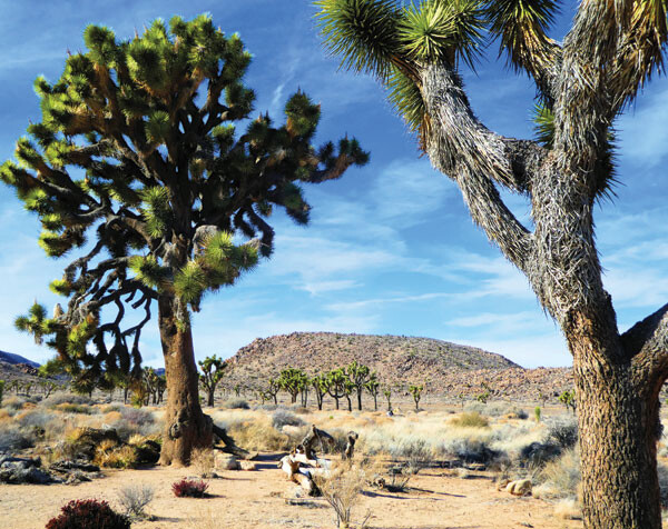 Joshua Tree National Park, California