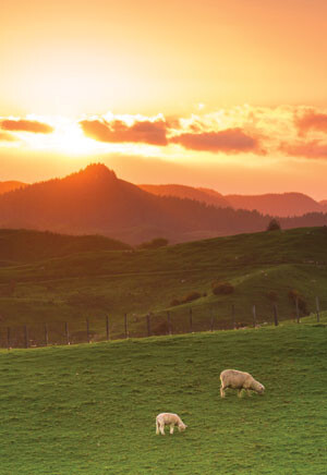 Sheep on countryside  