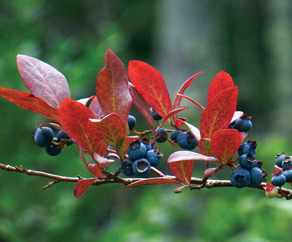 Blueberry bush shows early signs of fall in August