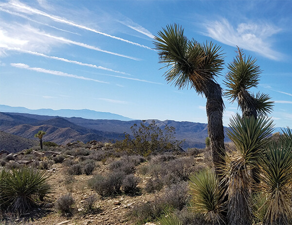 Ryan’s Peak, Joshua Tree National Park, California
