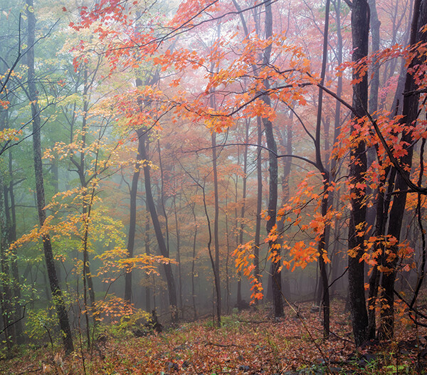 A forest in West Virginia, US
